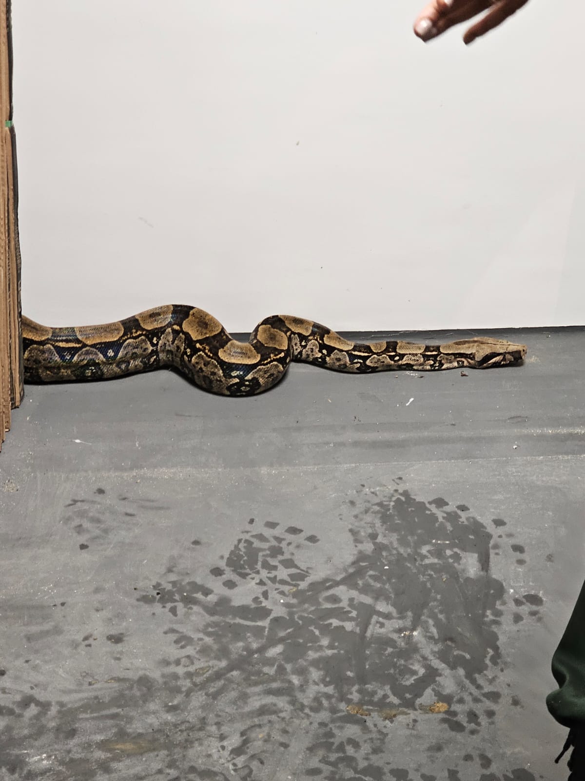 Guarda Municipal De Niter I Resgata Cobra Escondida Em Garagem Em