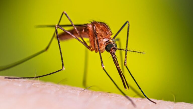 Anopheles-freeborni-resting-female-16-9 (1)