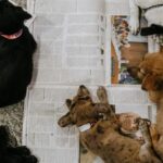 FEIRA PET