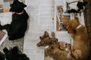 FEIRA PET