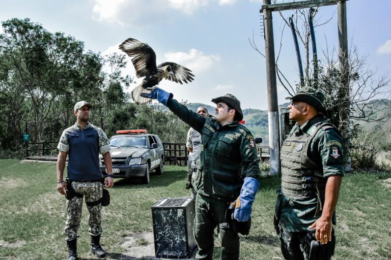 Gavião resgatado em Itaboraí é devolvido ao habitat natural (3)