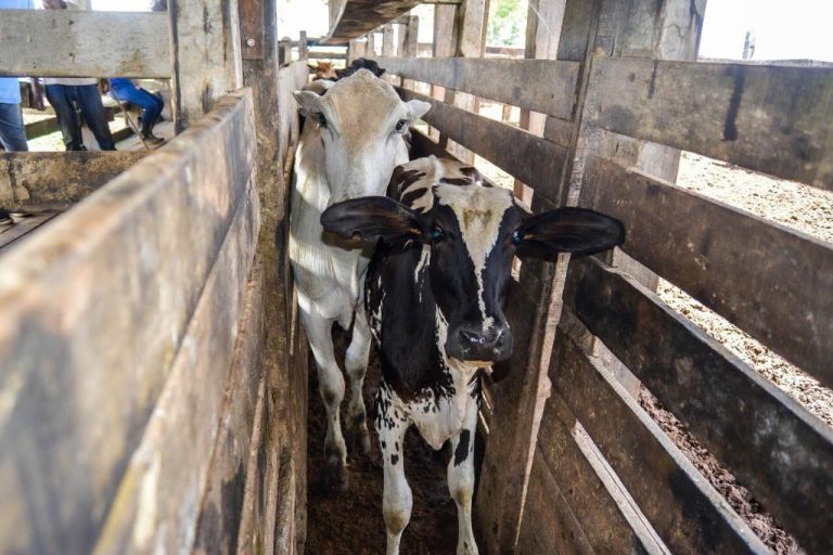 Itaboraí registra novo recorde na segunda fase da vacinação contra Febre Aftosa (2) (1)