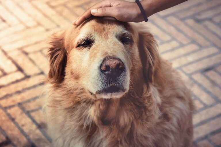 LONGEVIDADE ANIMAL: COMO A MEDICINA VETERINÁRIA ESTÁ TRANSFORMANDO A VIDA DOS PETS