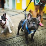 French Bulldog Take a Walk Lovely Pet Animal Concept