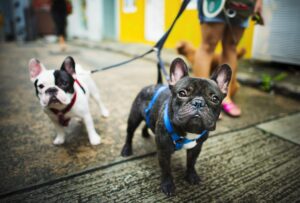 French Bulldog Take a Walk Lovely Pet Animal Concept