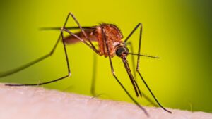 Anopheles-freeborni-resting-female-16-9 (1)