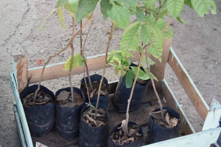 52294725313_81655da065_o