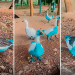 FotoDivulgação Associação Mata Ciliar