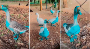 FotoDivulgação Associação Mata Ciliar