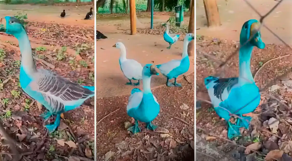 FotoDivulgação Associação Mata Ciliar
