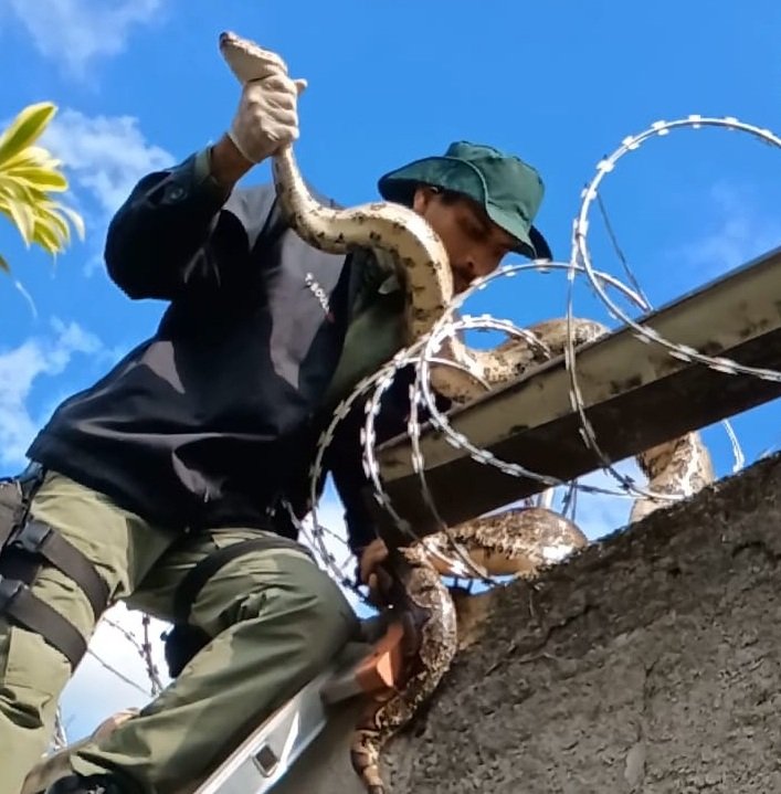 Divulgação - resgate jiboia Nit (2)