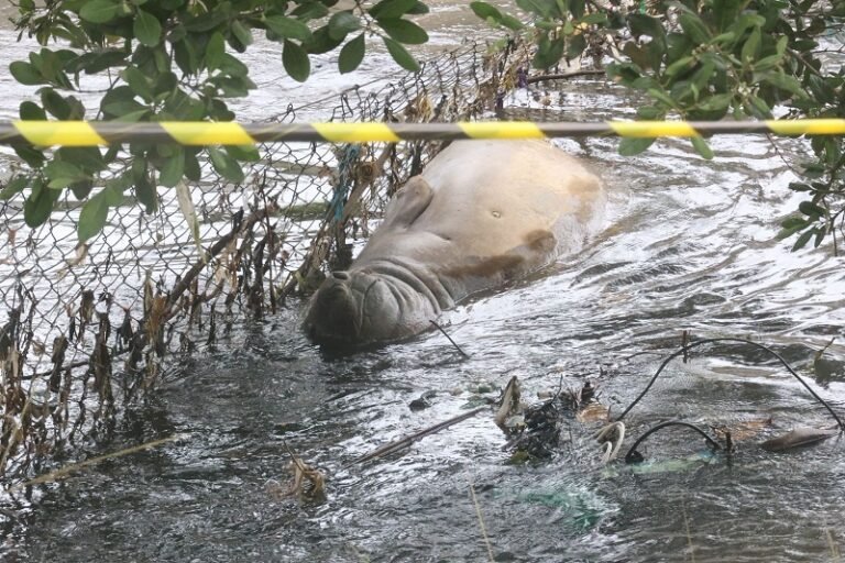 Lucas Benevides - elefante marinho Nit (2)