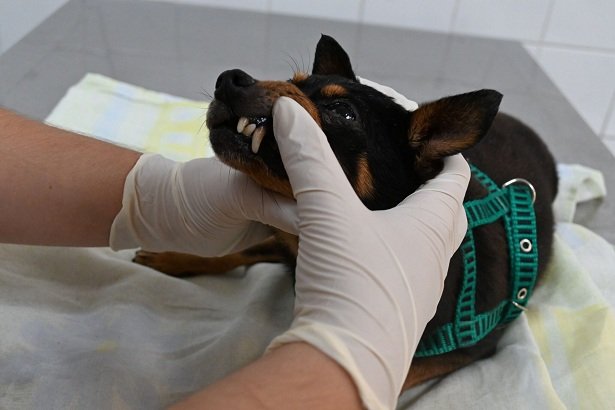 consulta_animais_estimacao