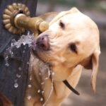 d4d72ded-da4a-0c85-e9d8-94ef27827336