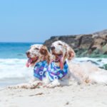 Calor-e-umidade-favorecem-a-proliferac-#807a-#771o-de-parasitas-como-pulgas-carrapatos-e-mosquitos-Foto-Vitor-Zanfagnini