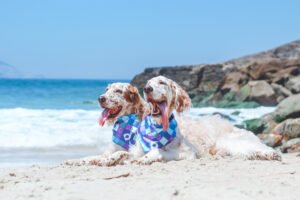 Calor-e-umidade-favorecem-a-proliferac-#807a-#771o-de-parasitas-como-pulgas-carrapatos-e-mosquitos-Foto-Vitor-Zanfagnini