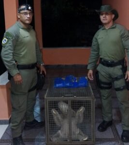 Preguiça é resgatada em Niterói