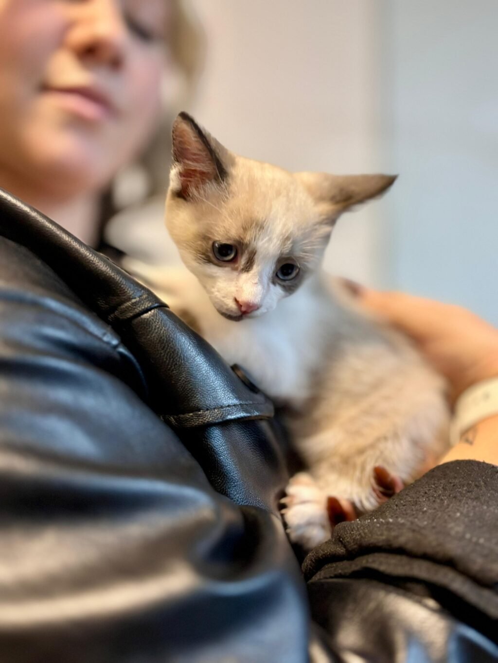 Feira de Adoção Pet Multicenter (2)