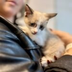 Feira de Adoção Pet Multicenter (2)