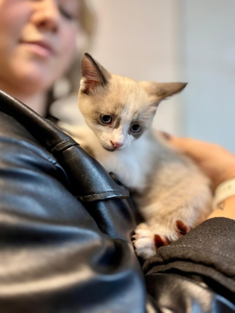 Feira de Adoção Pet Multicenter (2)