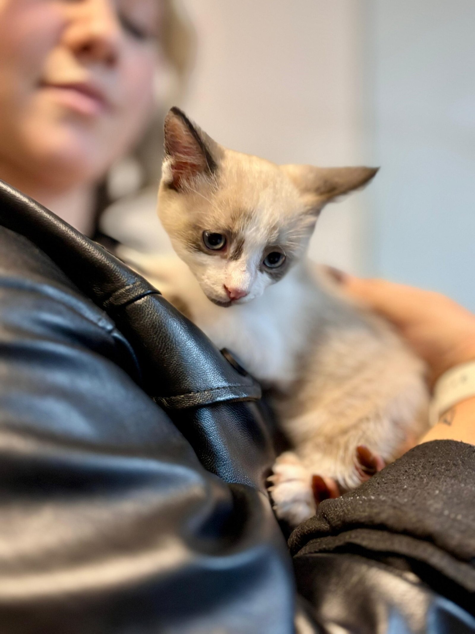 Feira de Adoção Pet Multicenter (2)