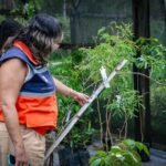 Itaboraí recebe 335 mudas no Horto Municipal como parte de compensação ambiental (3)