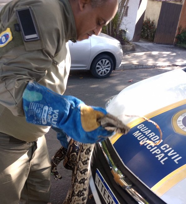 Divulgação - resgate jiboia (3)