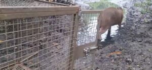 Capivara em Santa Rosa - 25-05-26 - foto1