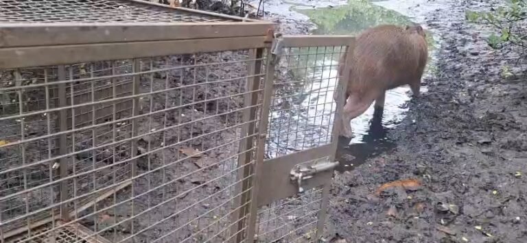 Capivara em Santa Rosa - 25-05-26 - foto1