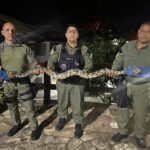 Divulgação - Cobra Engenho do Mato (2)