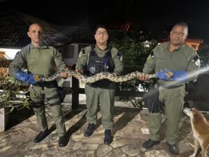 Divulgação - Cobra Engenho do Mato (2)