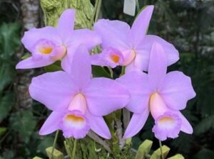 Orquidea 2