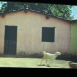Mostra Fiocruz (2)
