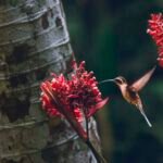 vivência vida fauna