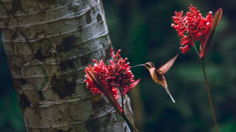 vivência vida fauna