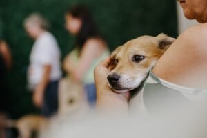 FEIRA PET