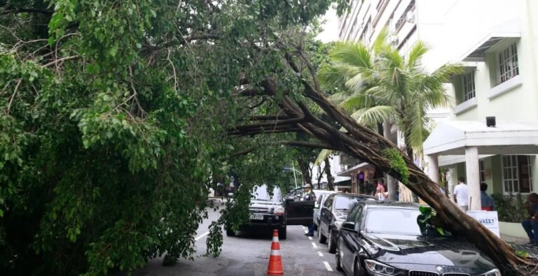 FotoDivulgaçãoTânia Rêgo EBC