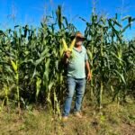 Milho fluminense abastece os arraiás e fortalece a agricultura do estado (2)