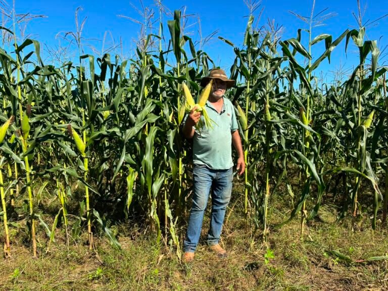 Milho fluminense abastece os arraiás e fortalece a agricultura do estado (2)