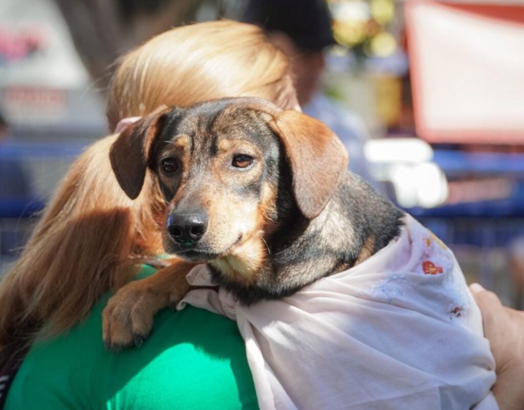 CastraPet realiza cerca de 400 castrações gratuitas de cães e gatos em Itaboraí