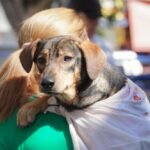 CastraPet realiza cerca de 400 castrações gratuitas de cães e gatos em Itaboraí
