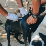 Itaboraí realiza vacinação antirrábica em diversos bairros a partir de setembro