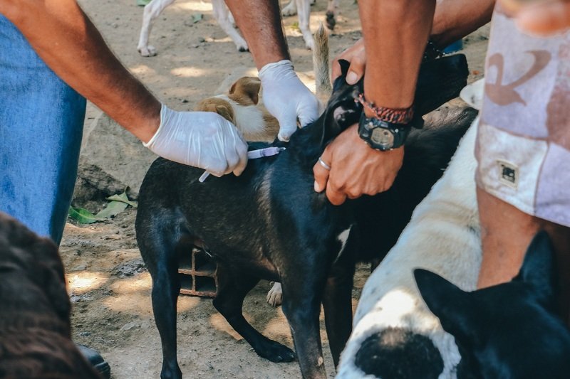 Itaboraí realiza vacinação antirrábica em diversos bairros a partir de setembro