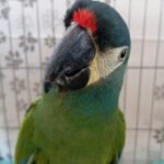 Foto/Divulgação: Ascom