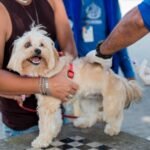 Itaboraí realiza 8ª semana da campanha de vacinação antirrábica em diferentes bairros