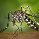 Mosquito da Dengue FotoDivulgação